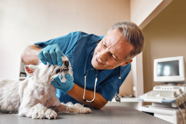 Best Pediatric Emergency Dentist in Whippany, NJ